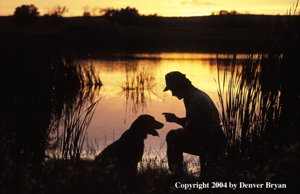 Labrador Retriever with owner 