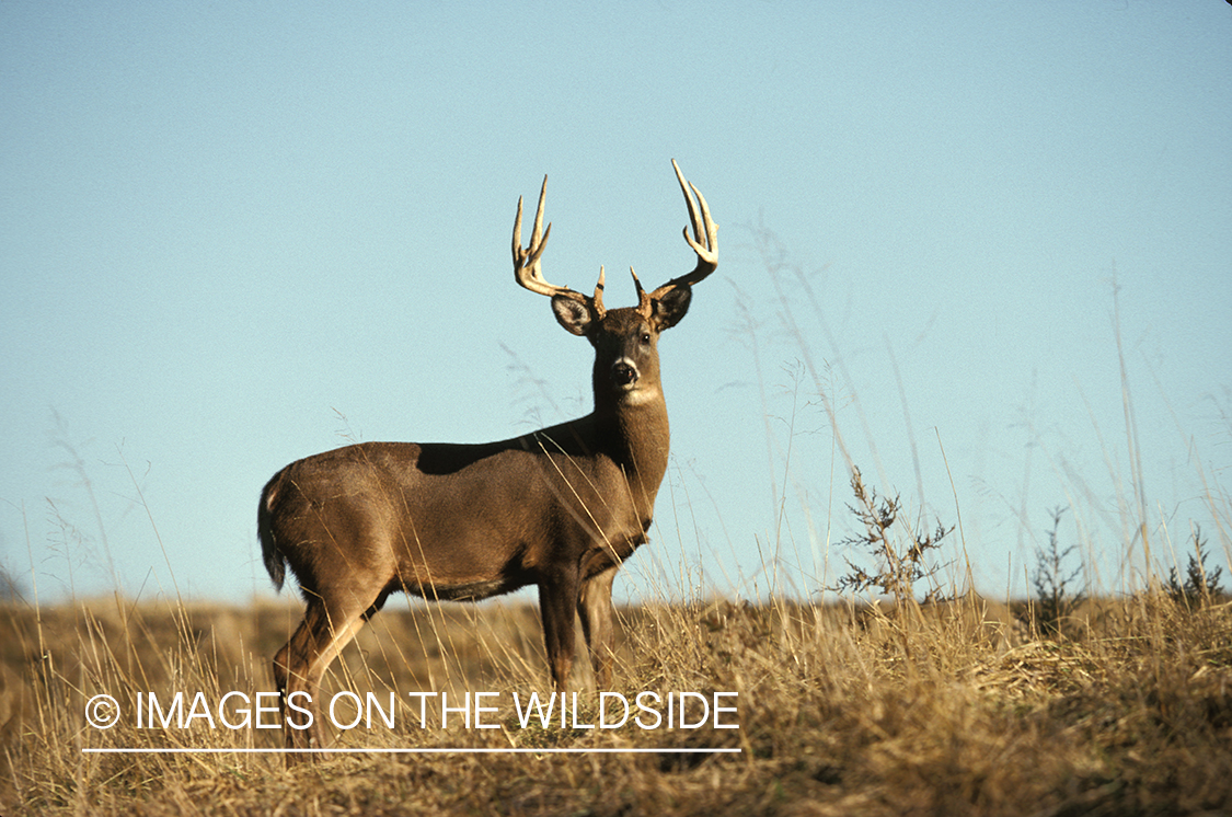 Whitetailed deer in habitat.