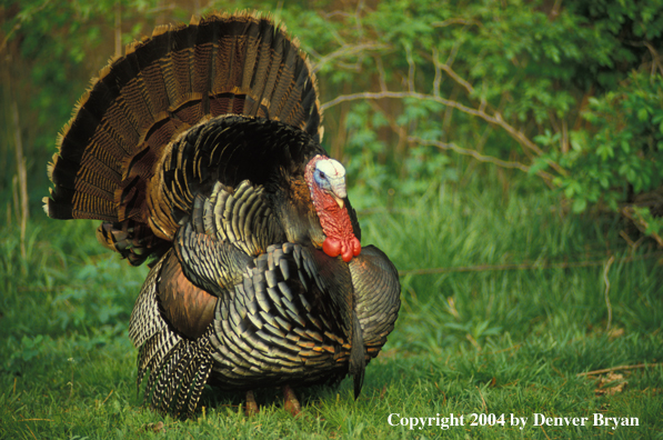 Eastern turkey strutting.