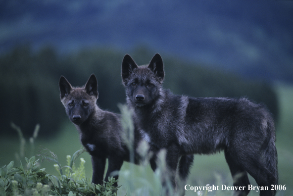 Gray wolf pups in habitat. (black phase)