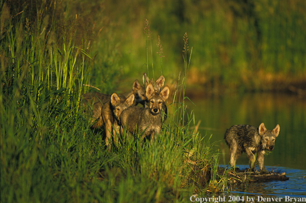 Gray wolf pups by pond.