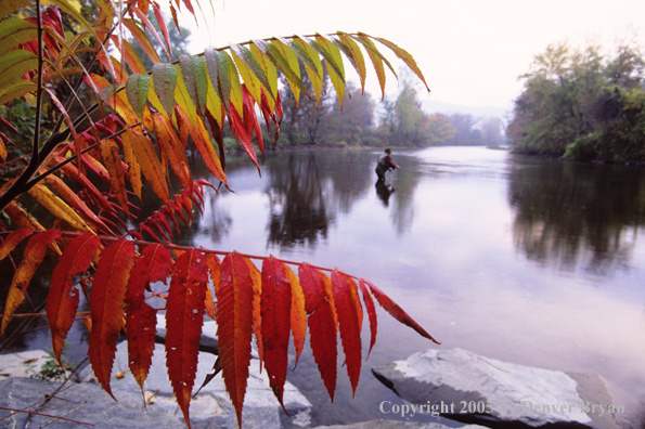 Flyfisherman on autumn colored stream.