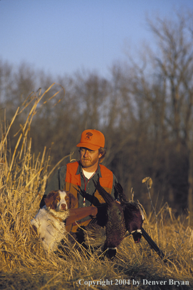 Upland bird hunter with Brittany Spaniel and pheasants.