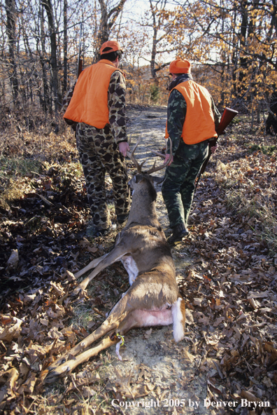 Father and son hunters dragging whitetail deer through the woods.