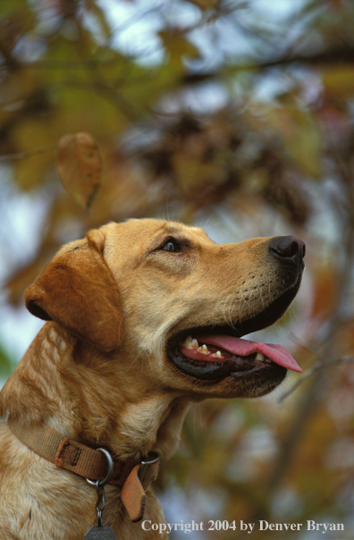 Yellow Labrador Retriever 