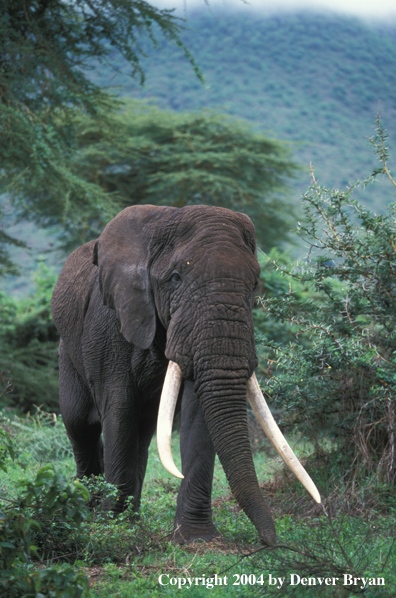 African elephant in habitat.