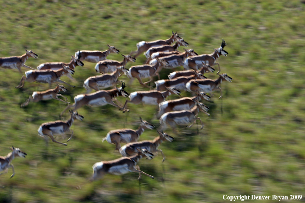 Pronghorned Antelope running in habitat