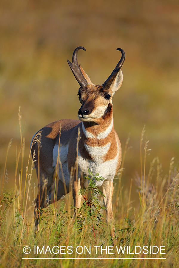 Pronghorn Antelope buck in habitat.