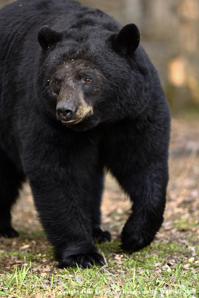 Black Bear in habitat