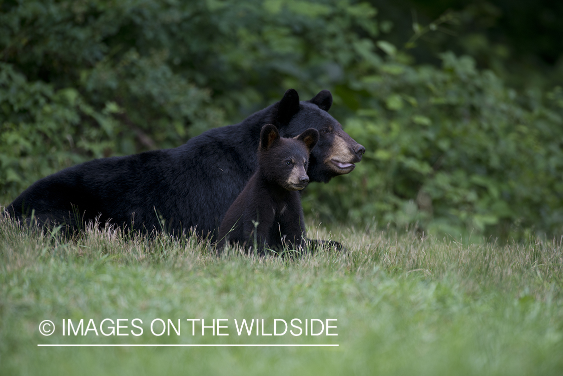 Black Bear with cub in habitat.