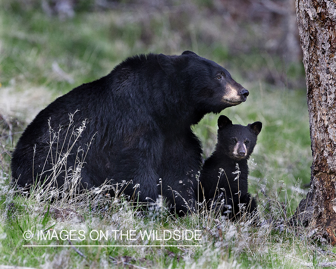 Black bear sow with cub.