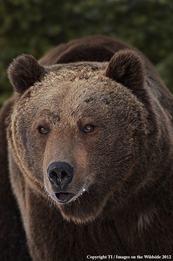 Grizzly Bear in habitat.