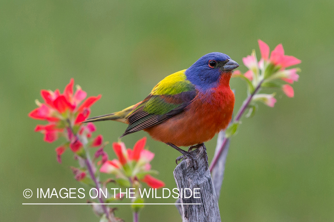 Painted bunting in habitat. 