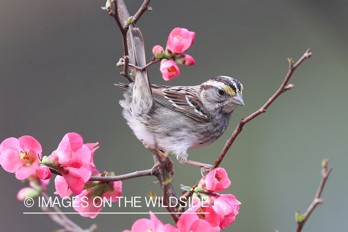 White-throated sparrow in habitat.