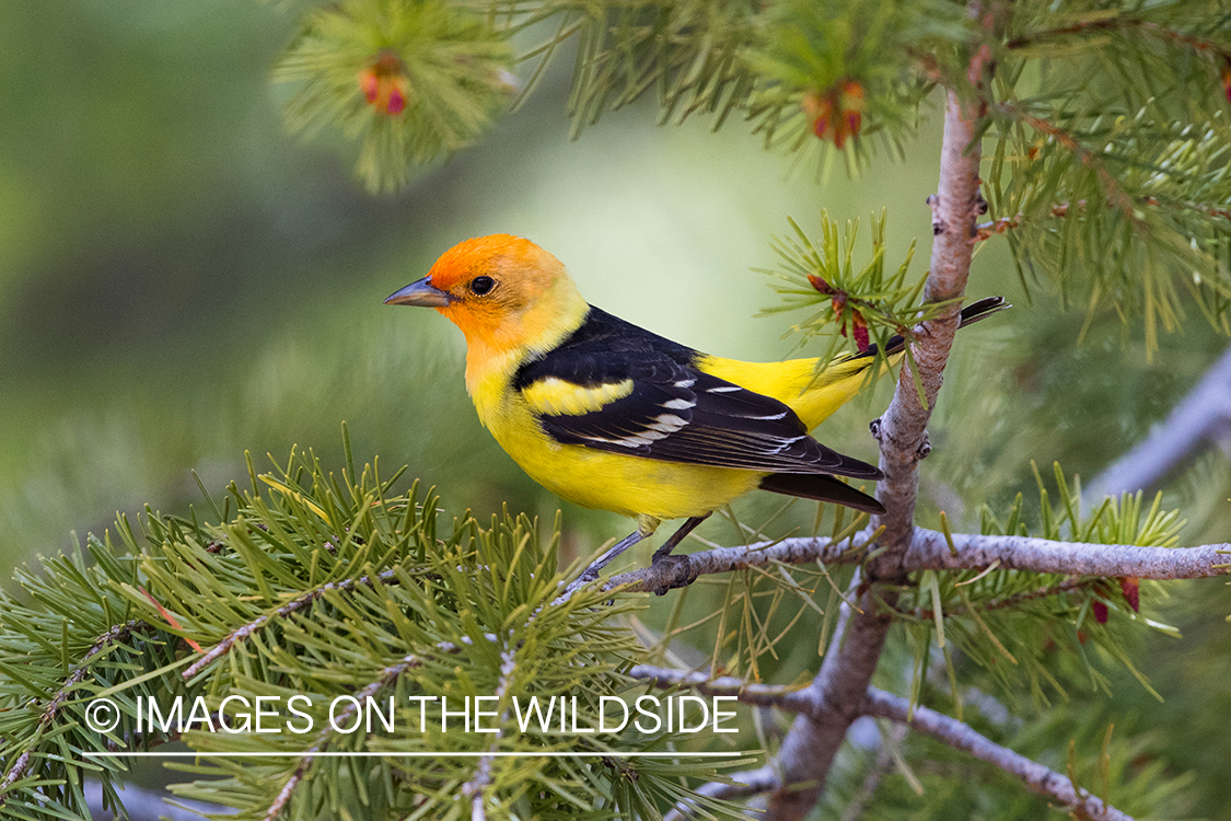 Western Tanager on branch.