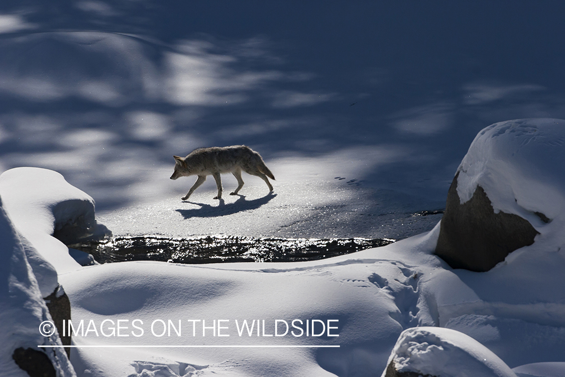 Coyote in snow field.