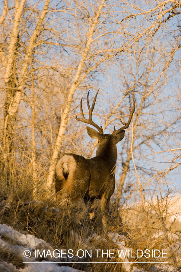 Mule deer in habitat.