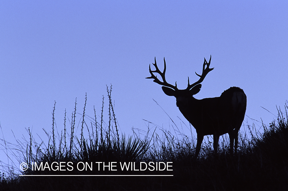 Mule deer buck in habitat. 