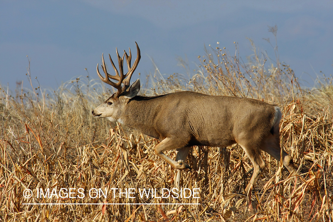 Mule deer buck in habitat. 