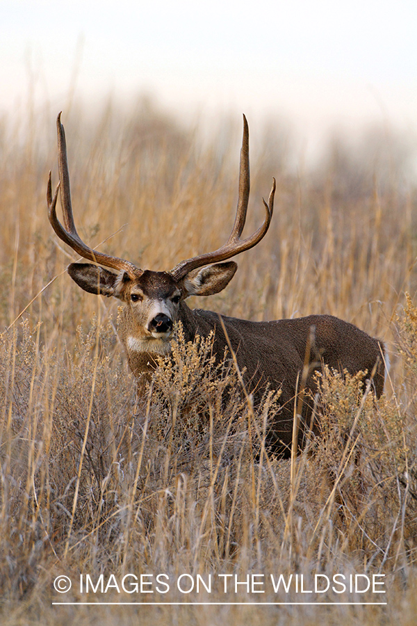 Mule Deer buck in habitat.