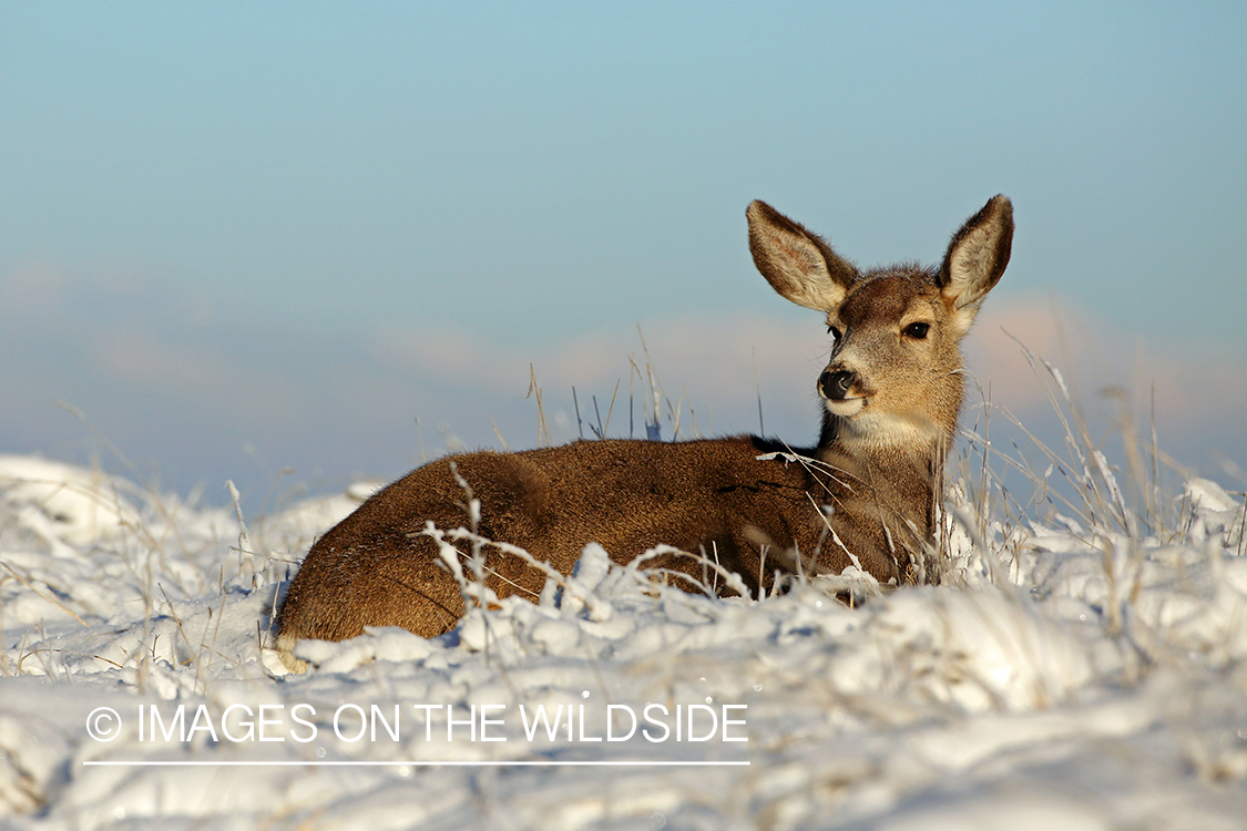 Mule deer doe in snow.