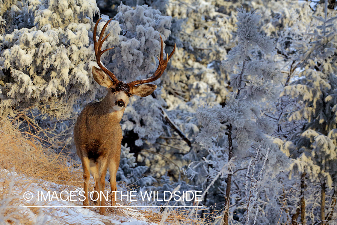 Mule deer in winter habitat.