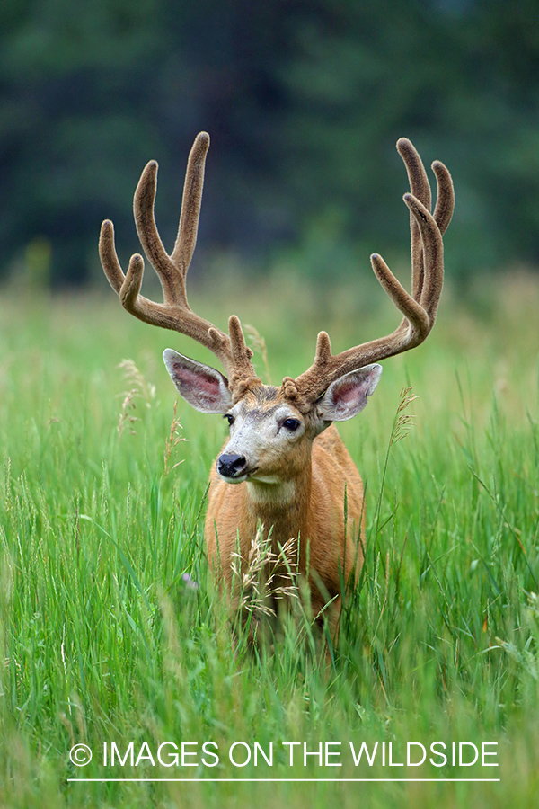 Mule deer buck in velvet. 