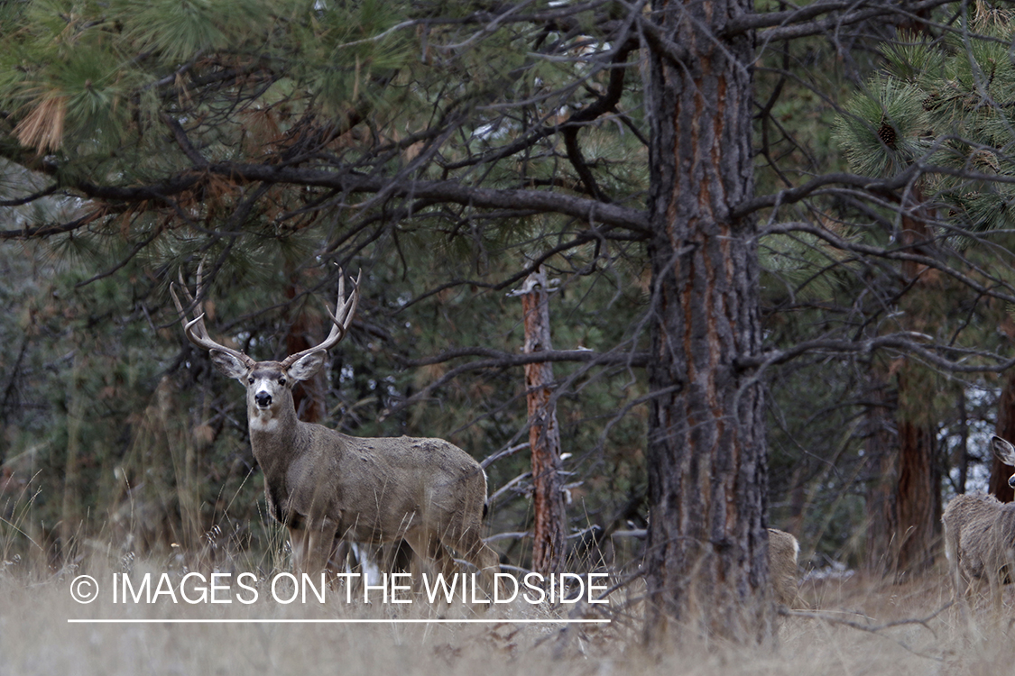 Mule deer buck in field.