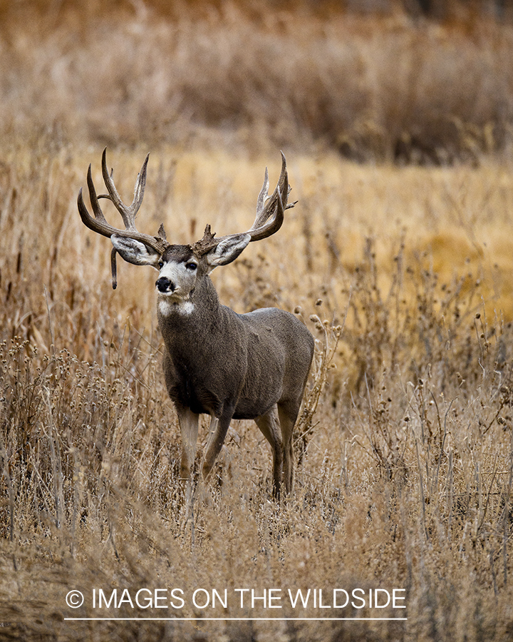 Mule deer buck in winter field.