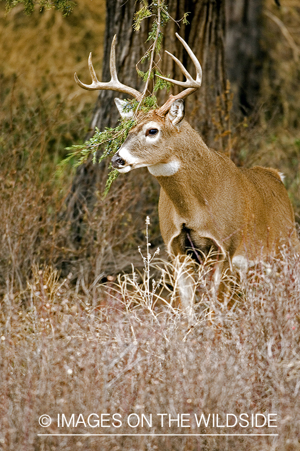 White-tailed buck.