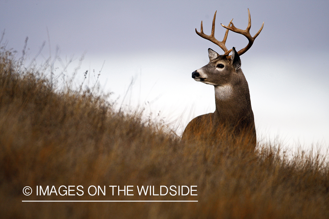 Whitetail Buck