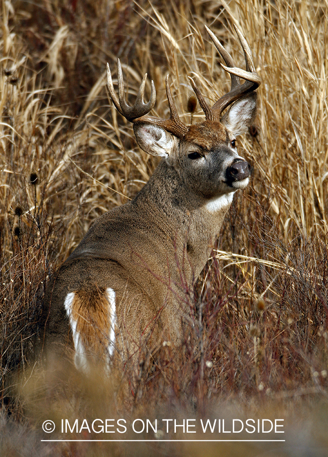 Whitetail Buck