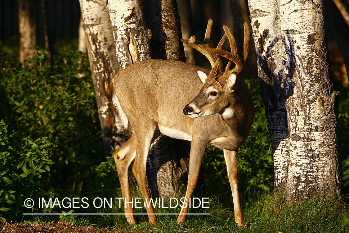 Whitetail buck in velvet