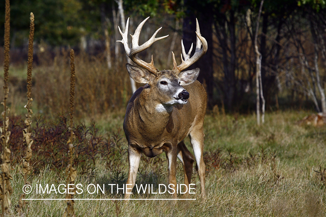 Whitetail buck in habitat