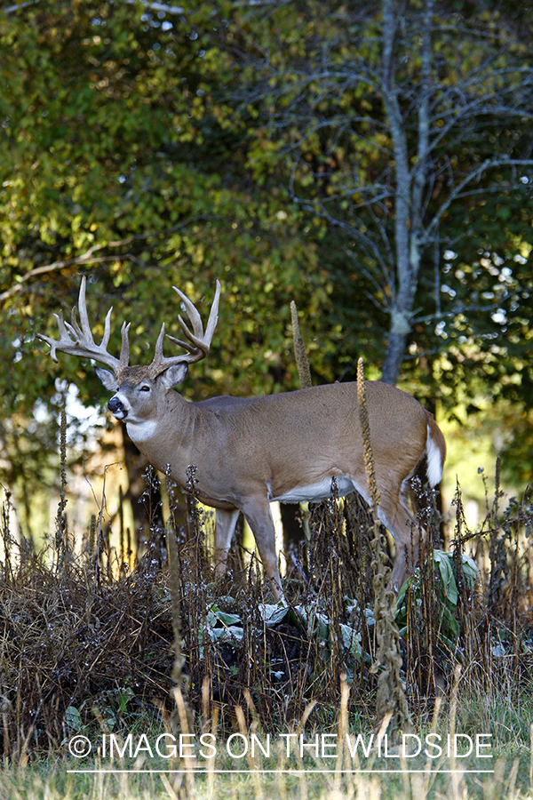 Whitetail buck in habitat