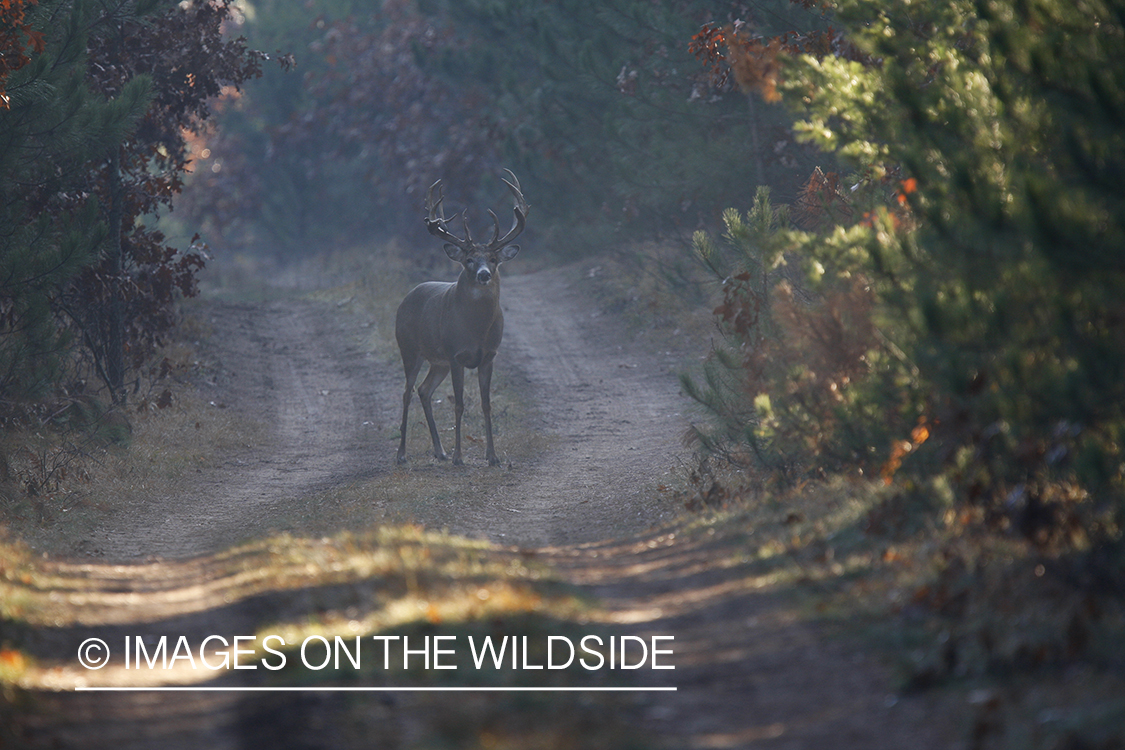 Whitetail buck in road