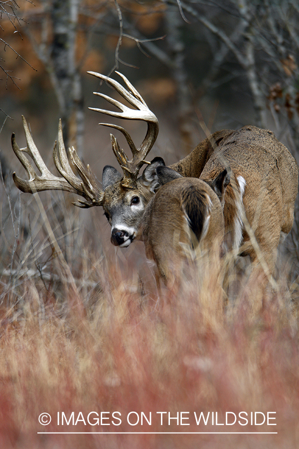 Whitetail deer in habitat.