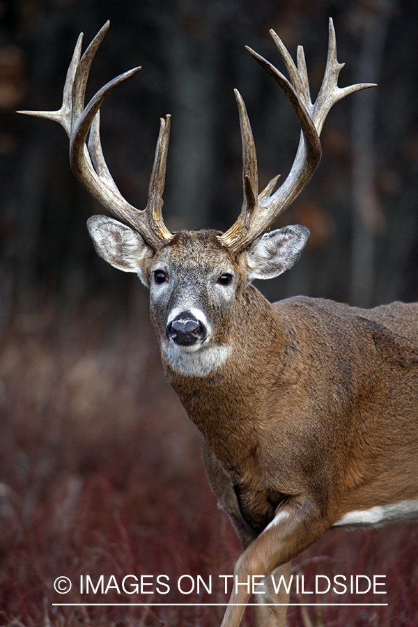 Whitetail buck in habitat.