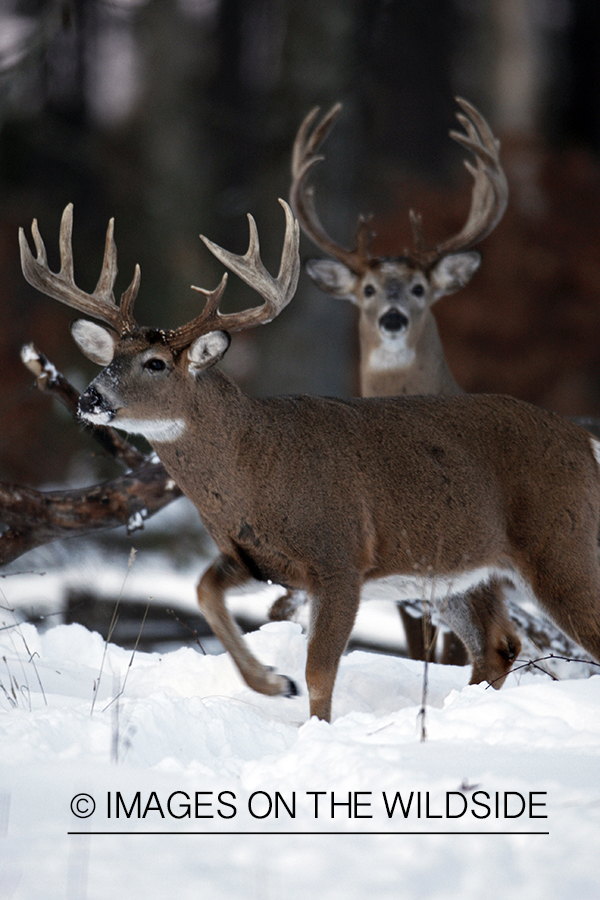 White-tailed bucks in habitat.