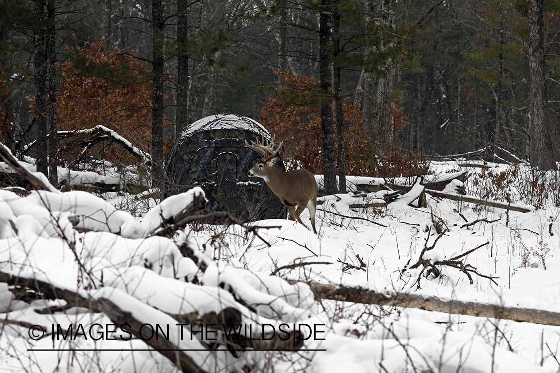 White-tailed buck in habitat.