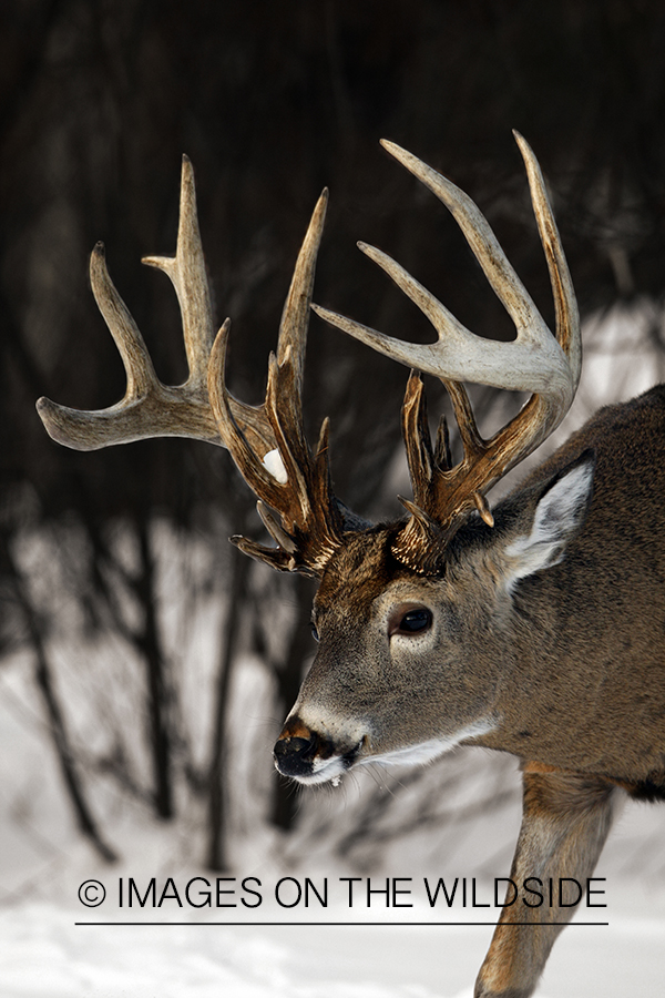 Whitetail Deer; Montana. (Original image # 00271-043.31D)