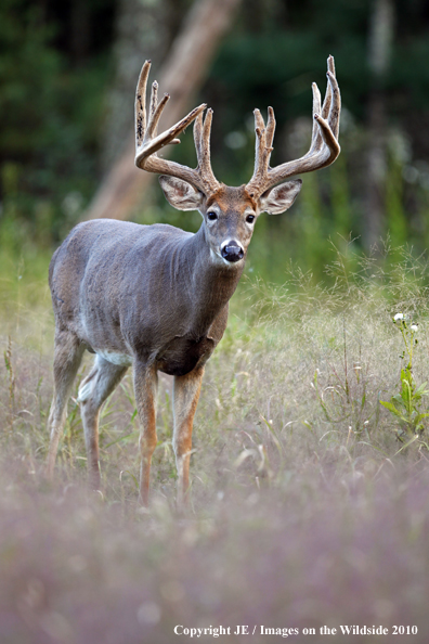 White-tailed buck in habitat in the velvet