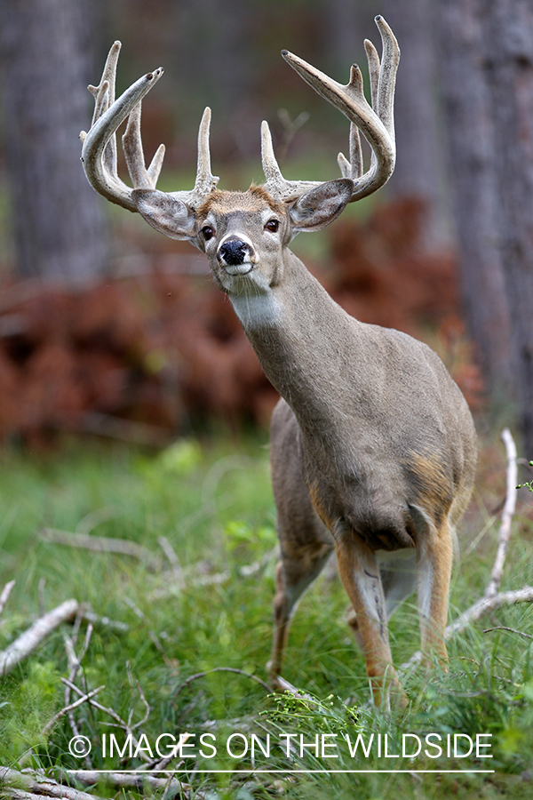 White-tailed buck in velvet 