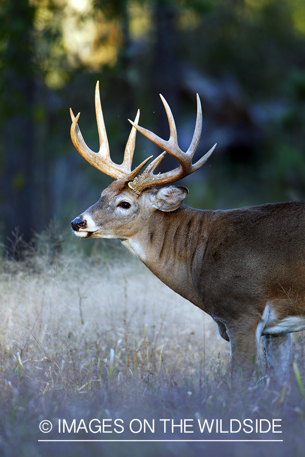 White-tailed buck in habitat. *