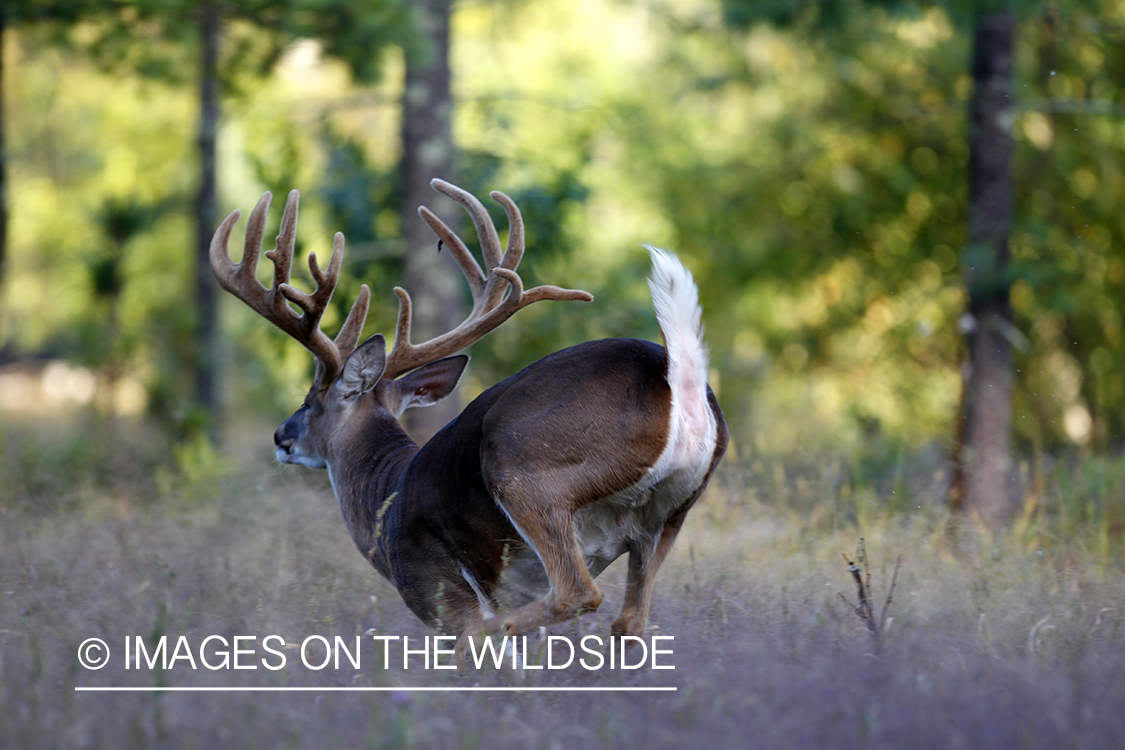 White-tailed buck running in habitat. 