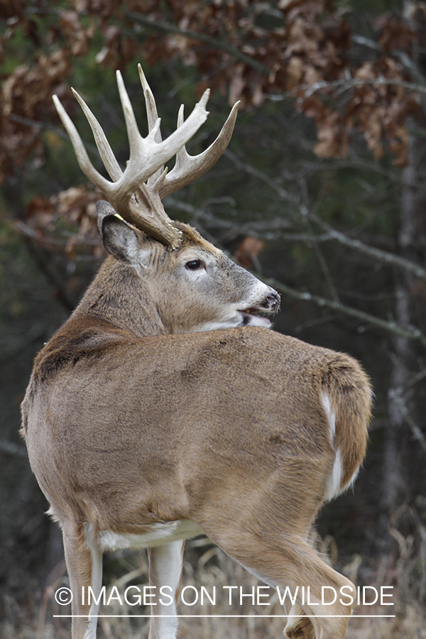 White-tailed buck in habitat. 