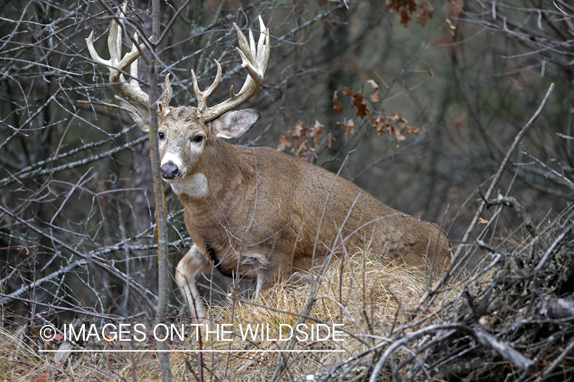 White-tailed buck in habitat. *