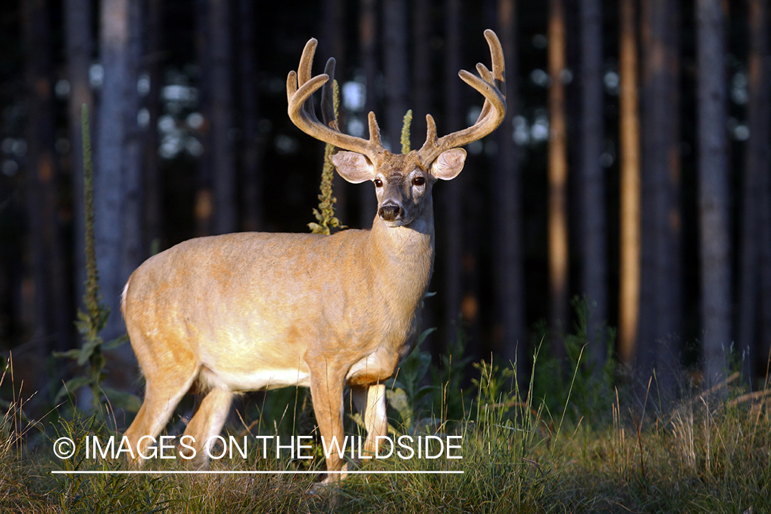 White-tailed buck in velvet.  