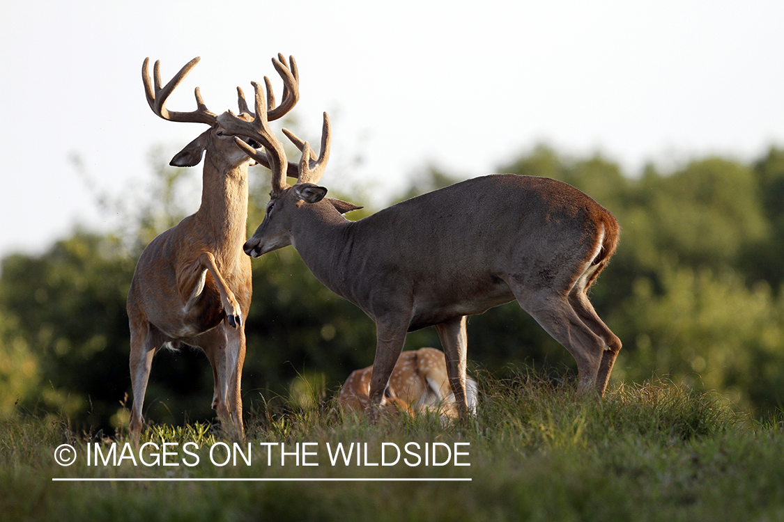 White-tailed bucks in velvet.  