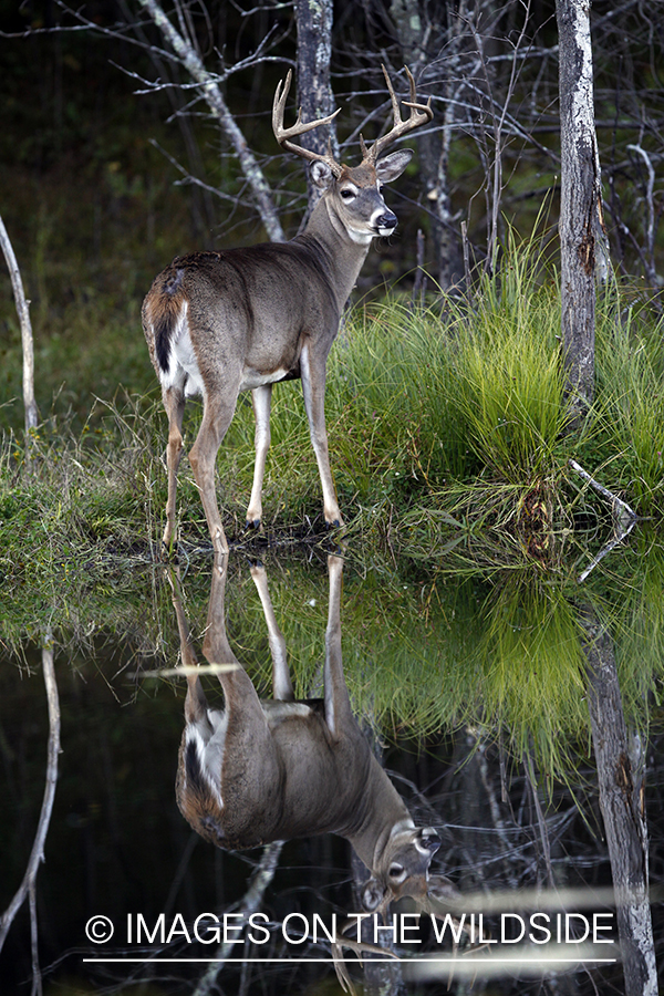 White-tailed buck with reflection.   